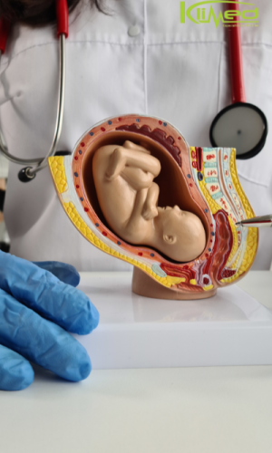 Cuidado Especial para Mamães e Bebês Médica obstetra examinando uma gestante durante a consulta.